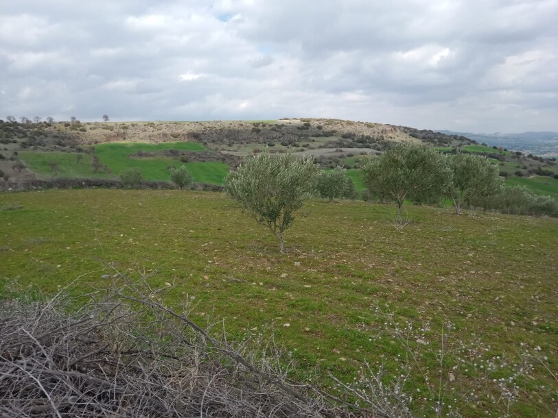 100 thousand chicken farm  Uşak döşkaya-17