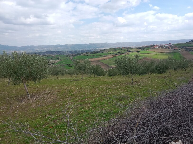 100 thousand chicken farm  Uşak döşkaya-14