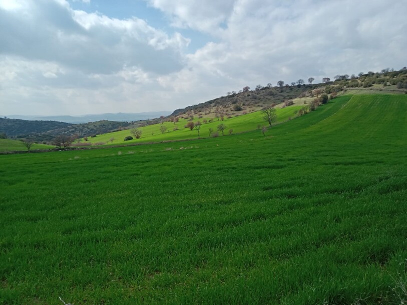 100 thousand chicken farm  Uşak döşkaya-13