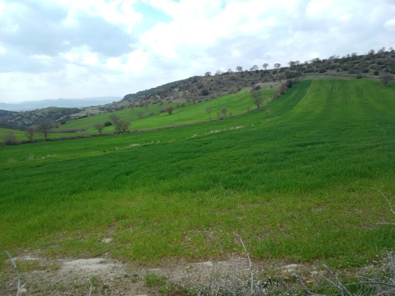 100 thousand chicken farm  Uşak döşkaya-12