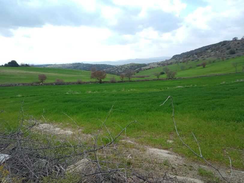 100 thousand chicken farm  Uşak döşkaya-10