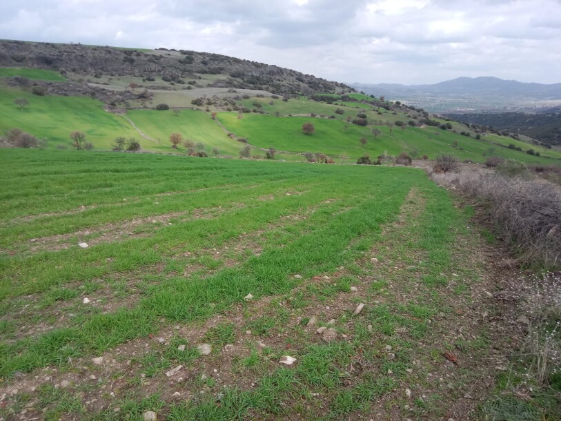 100 thousand chicken farm  Uşak döşkaya-11