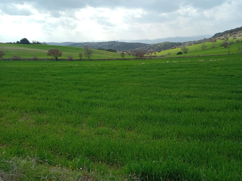 100 thousand chicken farm  Uşak döşkaya-9