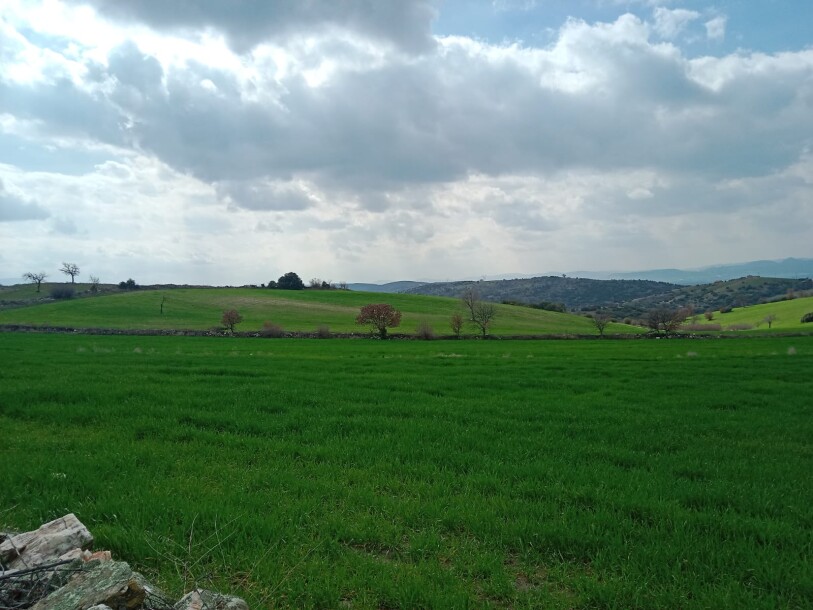 100 thousand chicken farm  Uşak döşkaya-8