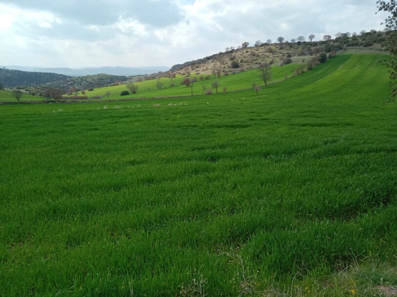 100 thousand chicken farm  Uşak döşkaya-7