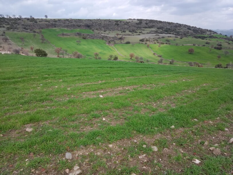 100 thousand chicken farm  Uşak döşkaya-6