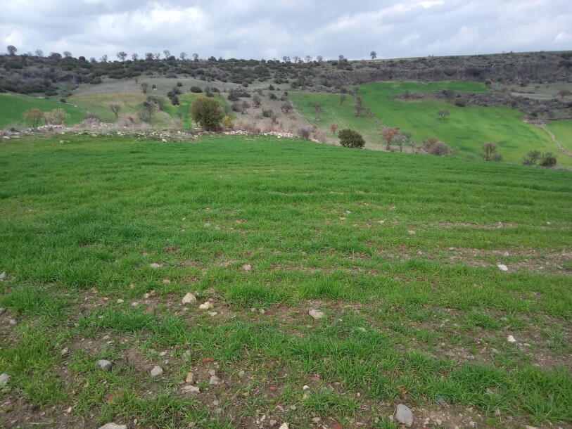 100 thousand chicken farm  Uşak döşkaya-5