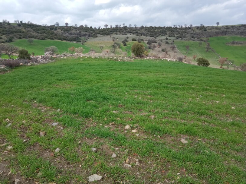 100 thousand chicken farm  Uşak döşkaya-4