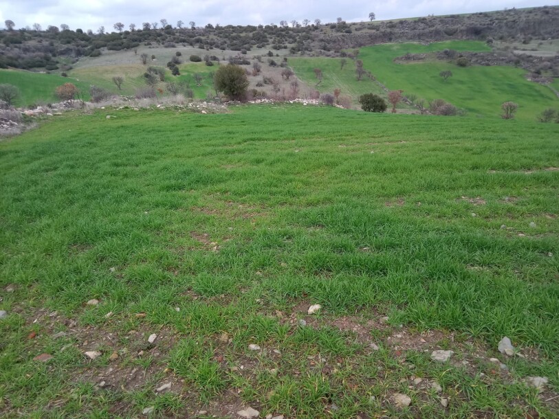 100 thousand chicken farm  Uşak döşkaya-1