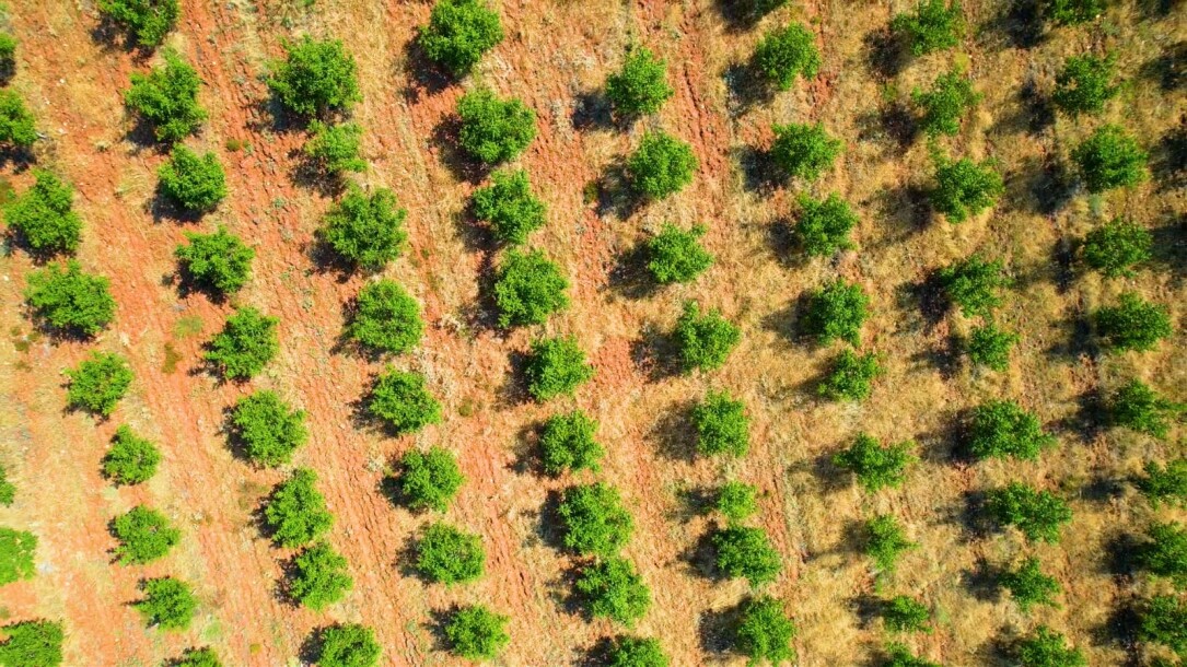 Coconut garden for sale in the state of Manisa-2