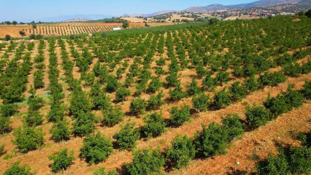 Coconut garden for sale in the state of Manisa-3