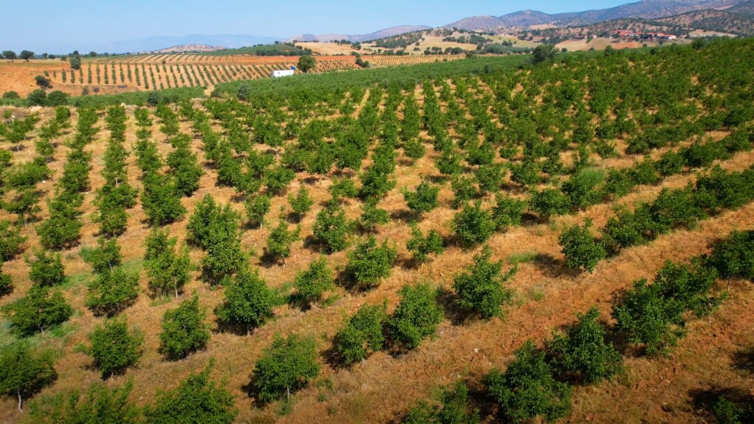 Coconut garden for sale in the state of Manisa-4