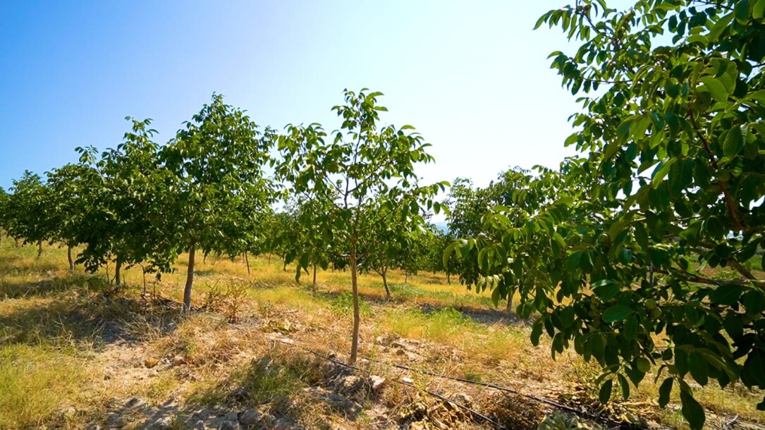 Coconut garden for sale in the state of Manisa-5