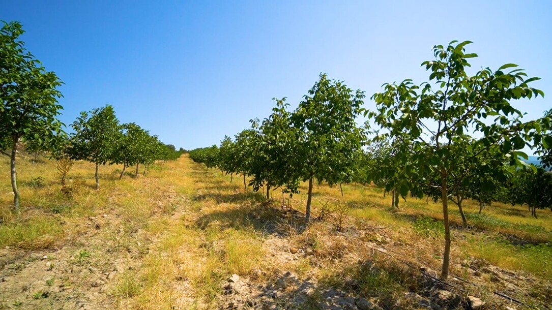 Coconut garden for sale in the state of Manisa-7