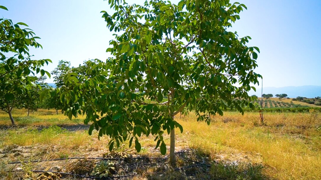 Coconut garden for sale in the state of Manisa-8