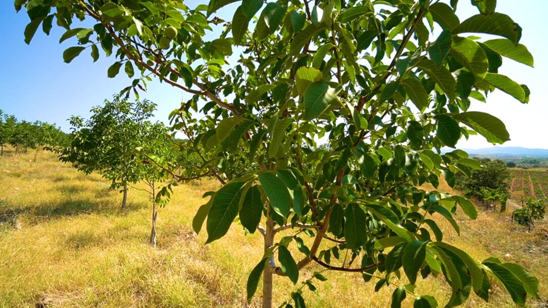 Coconut garden for sale in the state of Manisa-9