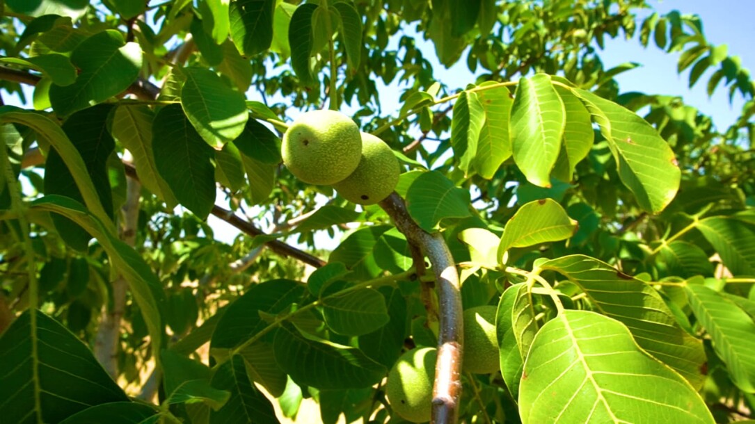 Coconut garden for sale in the state of Manisa-10