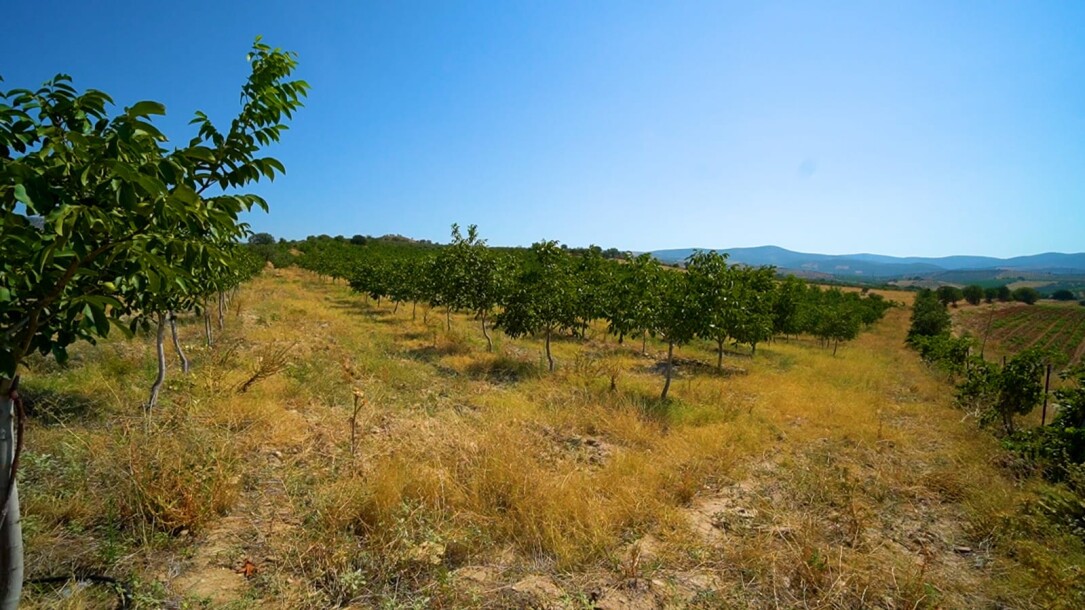 Coconut garden for sale in the state of Manisa-11