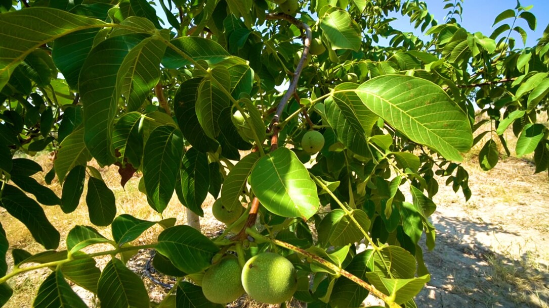 Coconut garden for sale in the state of Manisa-12