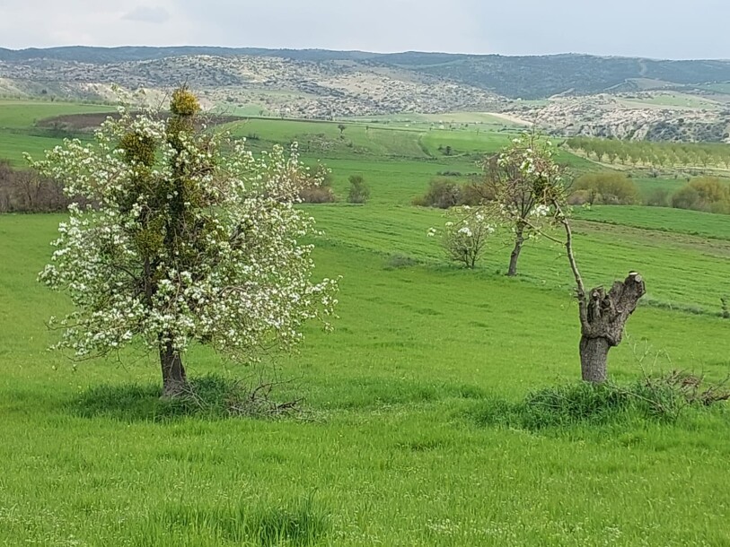 Uşak 190.000 meter land-4